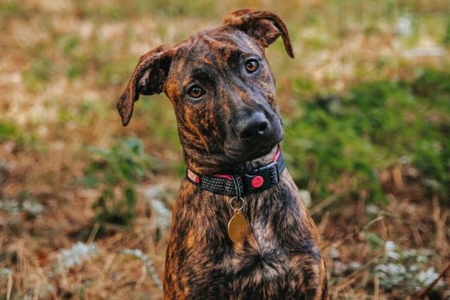 Paloma is a fourteen-week-old Presa Canario cross and came to the centre via an inspector with her sister and brother after their needs were not getting met. Paloma is a sweet girl who is now ready to start to looking for her forever home. She is an active, playful and cheeky girl who is looking for a family who is as active as her and will give her what she needs.