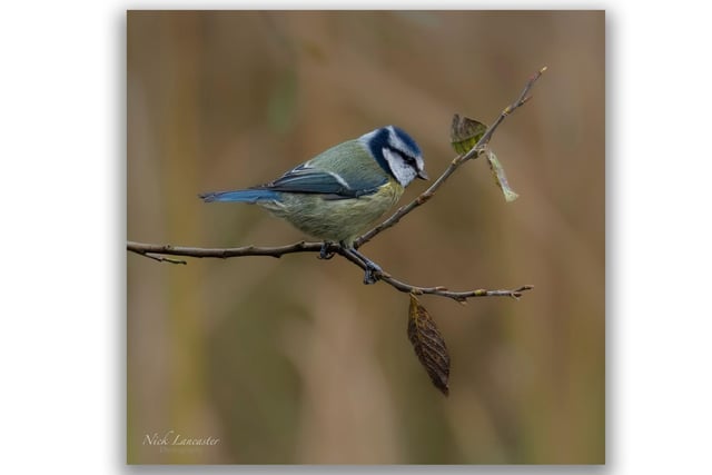 Pictured: A Blue Tit bird delicately perching.