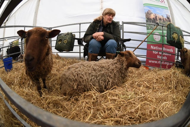 Judith Preston with her rare breed Shetland sheep