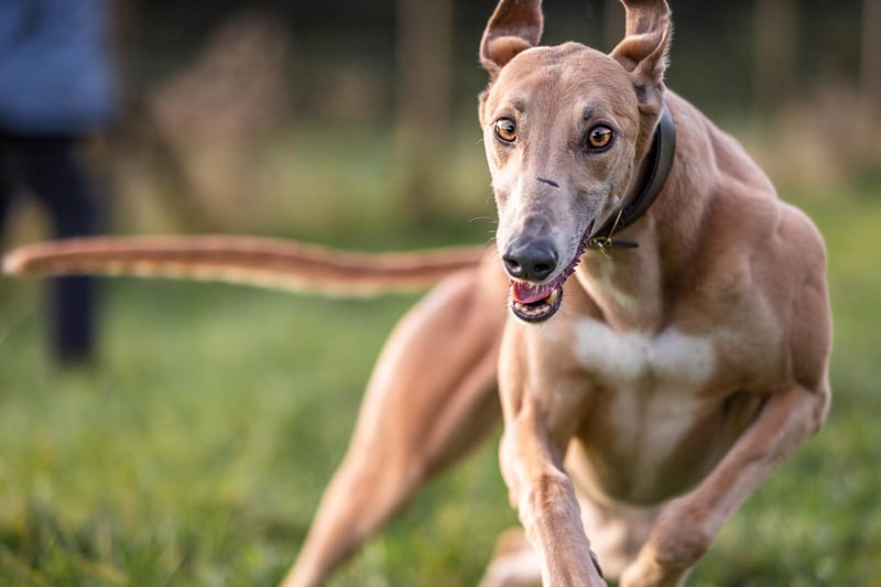 Hattie is a three and half year old, ex-racing Greyhound and very friendly. She will need a good sized fence round her garden and no other small pets in the house.