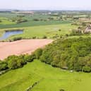 The northern henge is hidden beneath dense tree cover