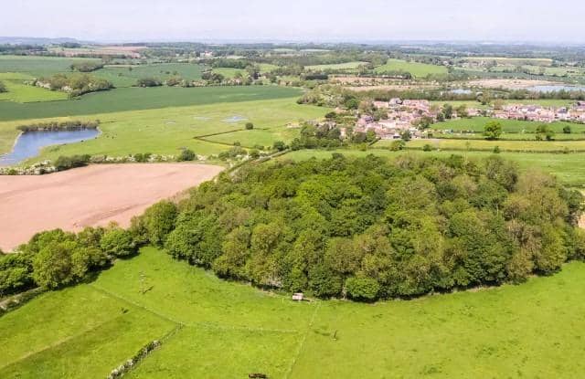 The northern henge is hidden beneath dense tree cover