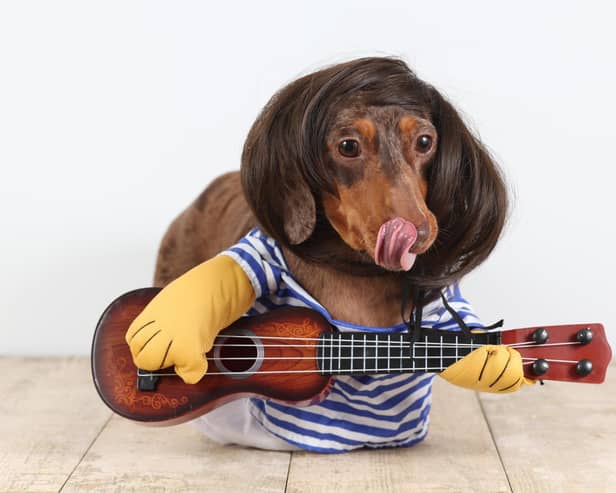 Sausage Dog gets ready for the Octoberfest, which will take place on Saturday, September 30, at the Bedale HQ.