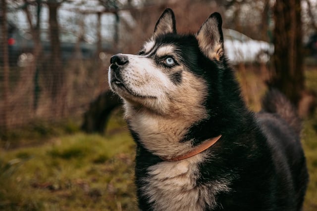 Tyler is a ten-year-old Husky cross who came to the centre via an inspector as his previous owner became unwell and could no longer keep him. Tyler will need an experienced owner as he does have some complex needs. He is a very friendly but an independent dog who likes to be with you and get a fuss but will also take himself off for some alone time.