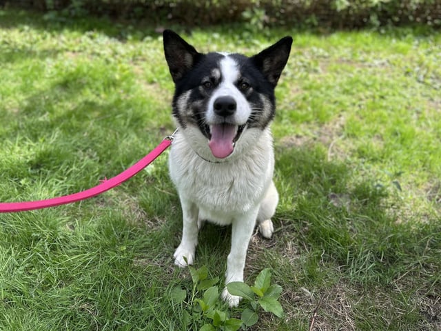Cooper is a 22-month-old Akita-Husky cross who came to the centre via an an inspector after his previous owner could no longer meet his needs. He is a shy boy when meeting new people so will need a nice patient adopter who will bring out the best in him. Once he has settled and built a bond with you, he is the sweetest, most loving and playful boy you could want. Cooper is a very loyal dog and looks to his handlers to keep him safe when he is in unfamiliar surroundings. He is a fun and playful boy who will make the most wonderful addition to the family.