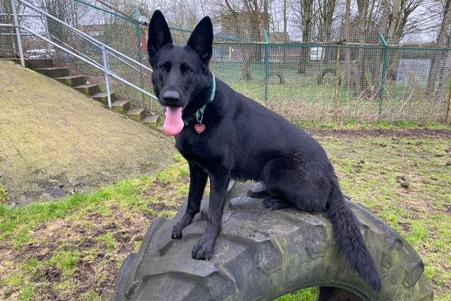Mia is a two-year-old German Shepherd who came to the centre via an inspector after her needs were not getting met. Mia is a fantastic girl with a super character who has come on leaps and bounds since first arriving at the centre. She is an active dog who likes to be out and about and kept busy. Mia loves her walks so would need an adopter who leads an active lifestyle who will take her on lots of interesting and exciting adventures. Mia really will make the family lucky enough to adopt her a very loyal and loving best friend.