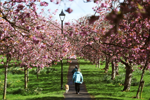 A visitor to the Stray enjoying a stroll with their dog amongst the cherry blossom trees in the spring sunshine