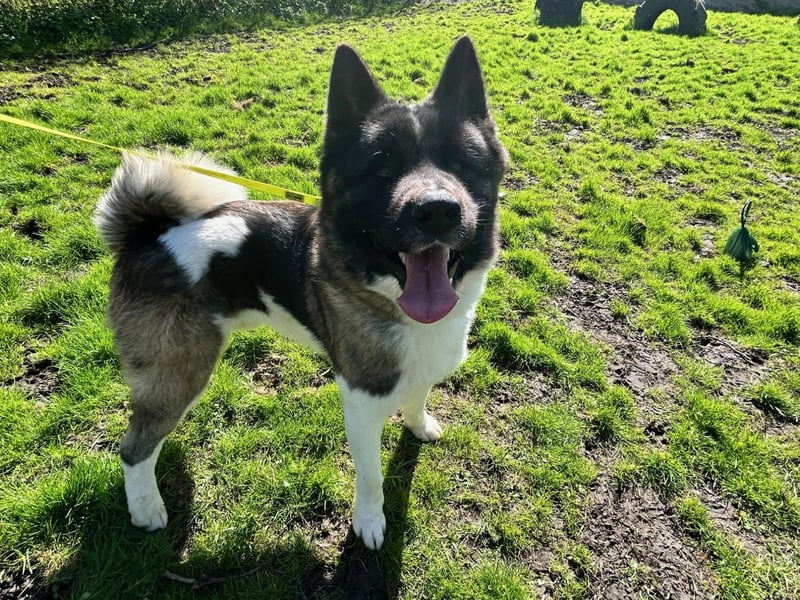 Blue is a two-year-old Akita who is a really sweet boy that came to the centre via an inspector after his needs were not getting met. Blue is a young, friendly and really lovely lad who loves to live life to the max. He is a happy dog who would love to be part of a loving family that will take him on lots of exciting adventures, making up for all that he has missed out on. Blue has a genuine zest for life and always wears a smile on his face. He will make someone the most fantastic family pet.