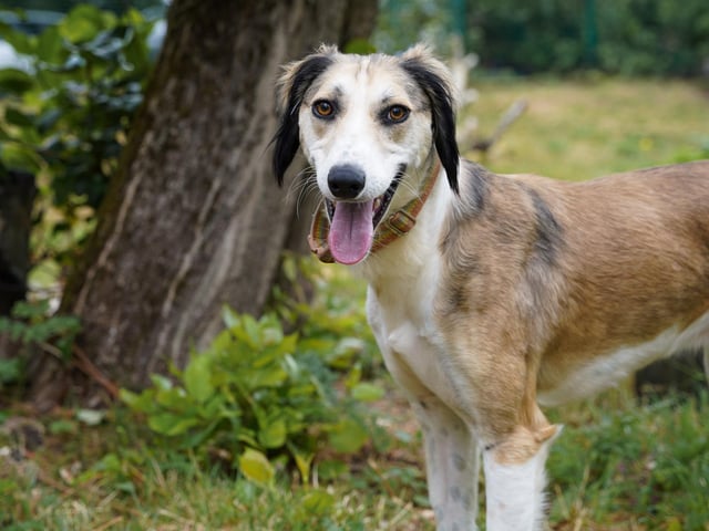 Murphy is a three-year-old Lurcher who is a sweet but shy boy that came to the centre via the dog warden This poor lad was abandoned and left to fend for himself until he was eventually found and taken to safety. Murphy is slowly coming out of his shell and learning to trust people. He is well mannered and a lovely lad once he realises you are going to be kind to him. Once Murphy does know you, he is an extremely friendly and affectionate boy. Murphy is such a sweet boy and really deserves a loving new home.