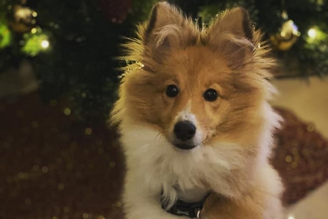 Indy, age six months, poses for a festive photo.