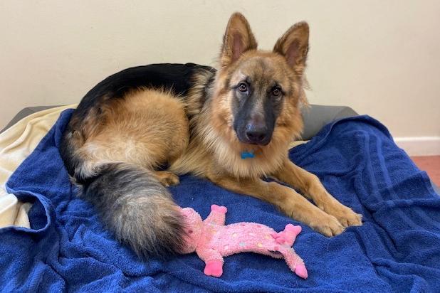 Chewy is a 13-month-old German Shepherd who came to the centre as an unclaimed stray via the local dog warden. Chewy is friendly but can be a little shy when it comes to meeting new people so his adopters will need to help him overcome his insecurities. Once he has formed a bond with you he is a very loving, affectionate and great boy and will make someone a very loyal best friend.