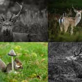 Take a look at these dramatic shots of Stag Deer rolling around in the mud at Studley Royal Deer Park, just outside Ripon. Shot by award-winning photographer, Nick Lancaster.