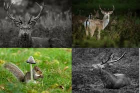 Take a look at these dramatic shots of Stag Deer rolling around in the mud at Studley Royal Deer Park, just outside Ripon. Shot by award-winning photographer, Nick Lancaster.