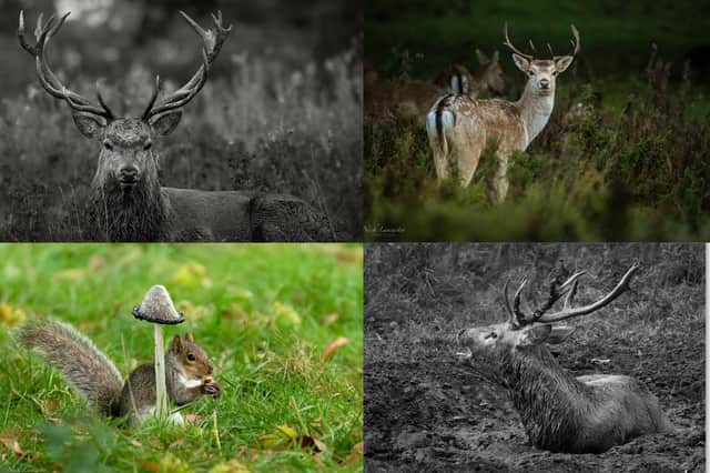 Take a look at these dramatic shots of Stag Deer rolling around in the mud at Studley Royal Deer Park, just outside Ripon. Shot by award-winning photographer, Nick Lancaster.