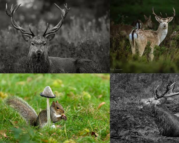Take a look at these dramatic shots of Stag Deer rolling around in the mud at Studley Royal Deer Park, just outside Ripon. Shot by award-winning photographer, Nick Lancaster.