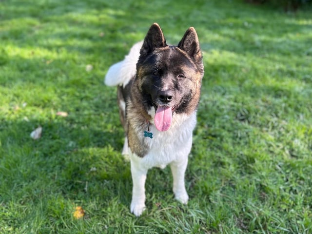 Blue is a two-year-old Akita who is a really sweet boy. Blue is a young, friendly and really lovely lad who loves to live life to the max. He lives for the moment and loves to be out and about enjoying every second. Blue is a happy dog who would love to be part of a loving family that will take him on lots of exciting adventures.