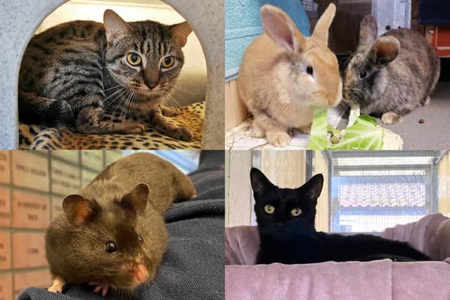 We take a look at 28 small animals that are currently looking for their forever home at the RSPCA York, Harrogate and District branch