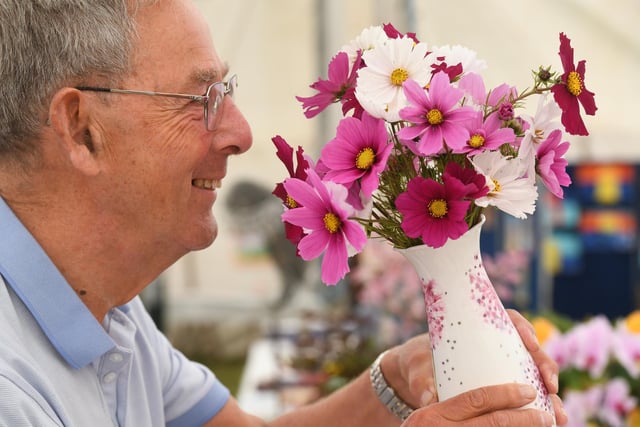 The flower judge Roger Brownbridge judging the Cosmos flowers at the show