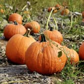 There are plenty of places you can go and pick your own pumpkin in and around Harrogate this October