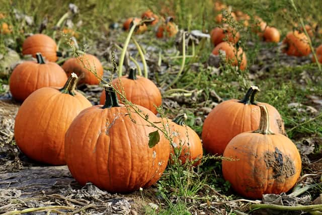 There are plenty of places you can go and pick your own pumpkin in and around Harrogate this October