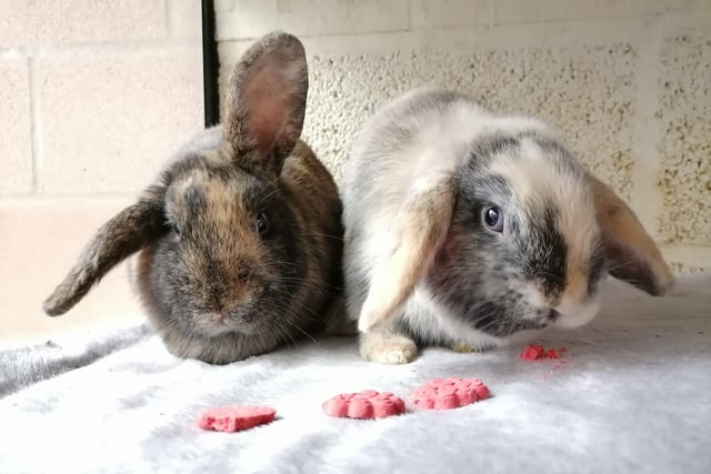 Coco and Armani are sweet rabbits who came to the centre via an inspector. Coco is mum to Armani and she can be a little shy to begin with so adopters will need to be patient with her. They are suitable to live with older children aged 12 years and over. They are looking for accommodation where the hutch is a minimum of 6ft with an attached run of a minimum 8ft.