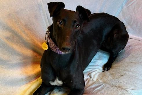 Misty is a four-year-old Greyhound who is a very sweet girl that came to the centre after her racing days were over. Misty is an extremely affectionate girl who will take any opportunity to snuggle in for cuddles. She walks well on the lead and loves being out and about. All Misty needs now is a family who will love and cherish her, a comfy sofa to relax on and enjoy the rest of her life. Misty will make a wonderful addition to the family.