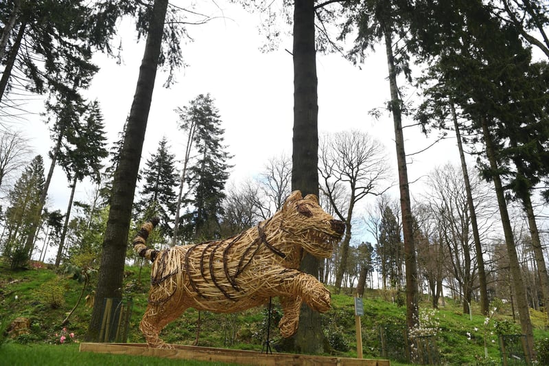 The 'Snow Tiger' sculpture by Leilah Vyner on display at the Himalayan Garden & Sculpture Park in Ripon