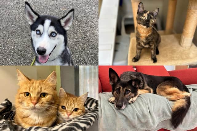 We take a look at 39 dogs and cats that are looking for their forever home at the RSPCA York, Harrogate and District branch