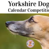 Enter your dog and win a photo session and spot in the Yorkshire Dogs Calendar 2025