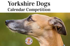 Enter your dog and win a photo session and spot in the Yorkshire Dogs Calendar 2025