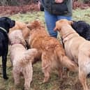 The petition “to allow commercial dog walkers permission to recommence walking on yorkshire show ground" was launched in response to the appearance of signs in Harrogate stating commercial dog walking would no longer be permitted at the Great Yorkshire Showground. (Picture contributed)