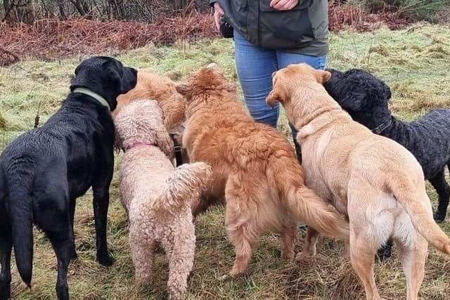 The petition “to allow commercial dog walkers permission to recommence walking on yorkshire show ground" was launched in response to the appearance of signs in Harrogate stating commercial dog walking would no longer be permitted at the Great Yorkshire Showground. (Picture contributed)