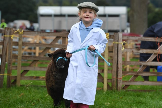 Lottie Farrar (aged five) with her Coloured Ryeland Sheep ready for judging at the show