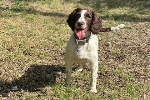 Perry is a three-year-old Springer Spaniel who came to the centre via an inspector after being found living in the most appalling conditions. Perry has grown up in a multi-dog household and sadly had no experience of the outside world. Perry is coming on great but things must be taken slowly as to not overwhelm him as everything is a little bit scary at the moment. He will need understanding adopters who will give him the time, patience and love he needs to adjust to living in a family home.