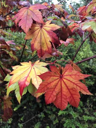 There are hundreds of Japanese maples to choose from but favourites include Acer japonicum ‘Vitifolium’