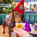 Open to all friendly dogs, the Pup Up Christmas Café is to take place later this month in Harrogate as part of a Pure Pet Food UK tour. (Picture contributed)