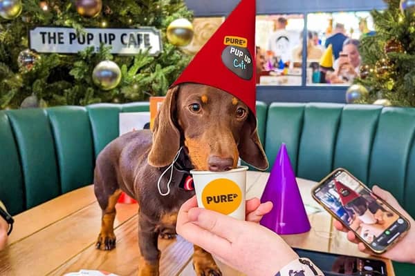 Open to all friendly dogs, the Pup Up Christmas Café is to take place later this month in Harrogate as part of a Pure Pet Food UK tour. (Picture contributed)