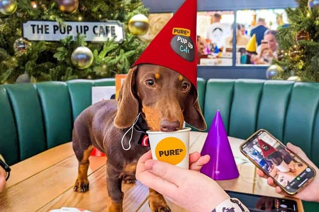 Open to all friendly dogs, the Pup Up Christmas Café is to take place later this month in Harrogate as part of a Pure Pet Food UK tour. (Picture contributed)