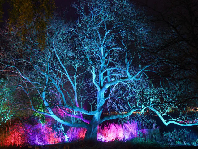 Winter illuminations have returned to RHS Harlow Carr.