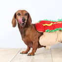 The HECK! sausage dog gets ready for the Octoberfest which will be held on Saturday, September 30 and includes a competition for the ‘Wiener Takes It All’ trophy. (Picture contributed)