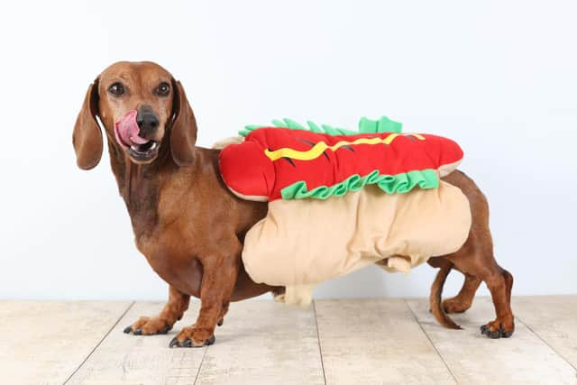 The HECK! sausage dog gets ready for the Octoberfest which will be held on Saturday, September 30 and includes a competition for the ‘Wiener Takes It All’ trophy. (Picture contributed)