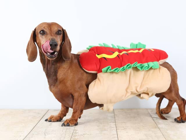 The HECK! sausage dog gets ready for the Octoberfest which will be held on Saturday, September 30 and includes a competition for the ‘Wiener Takes It All’ trophy. (Picture contributed)