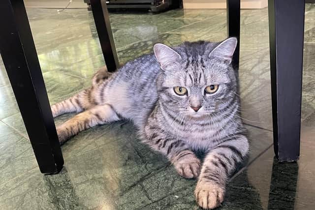 Neo, a Knaresborough couple’s beloved two-year-old British Shorthaired cat now has his vision – and quality of life – back thanks to Veterinary Vision.