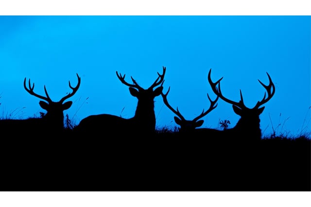 Silka Stags captured as a silhouette, at Studley Royal near Ripon.