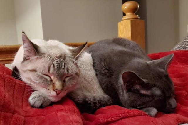 Lucy and Leo catch a quick cat nap.