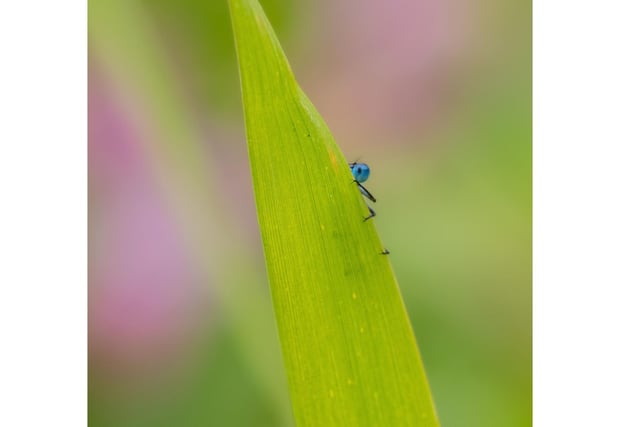 'I see you' - A Damselfly peaking over a leaf taken near Studely Royal, Ripon.