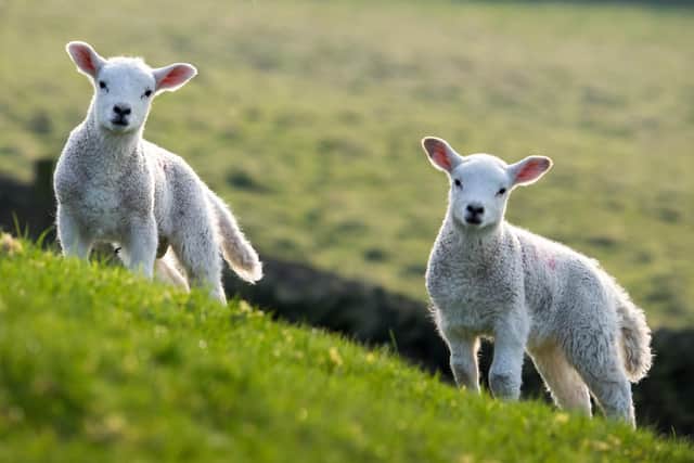 Police have issued a 'keep dogs on lead' plea after several sheep were attacked and killed in Harrogate