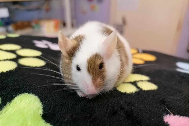 Chip is a mouse who came to the centre as he was not happy in his previous home with the children. He is a sweet boy but does not like to be handled too much. He likes a little tickle and will then go back to either mooching around his enclosure, playing in his wheel or simply off back to bed for a snooze.