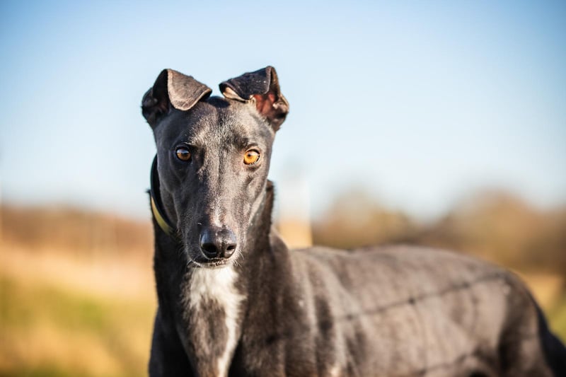 Douglas is a four-year-old ex-racing Greyhound. He is lovely, friendly, and looking for someone to spend a good amount of time taking him for walks. Douglas is waiting for his own garden and sofa.