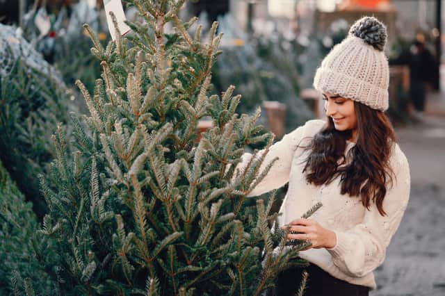 We take a look at some of the best places in the Harrogate district where you can buy a real Christmas tree